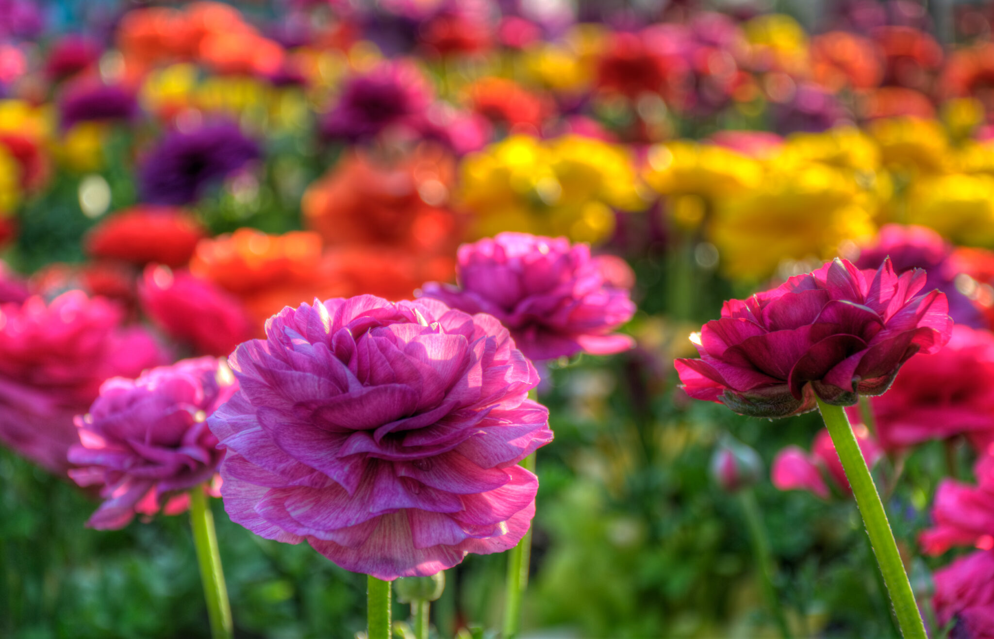 a-field-of-flowers